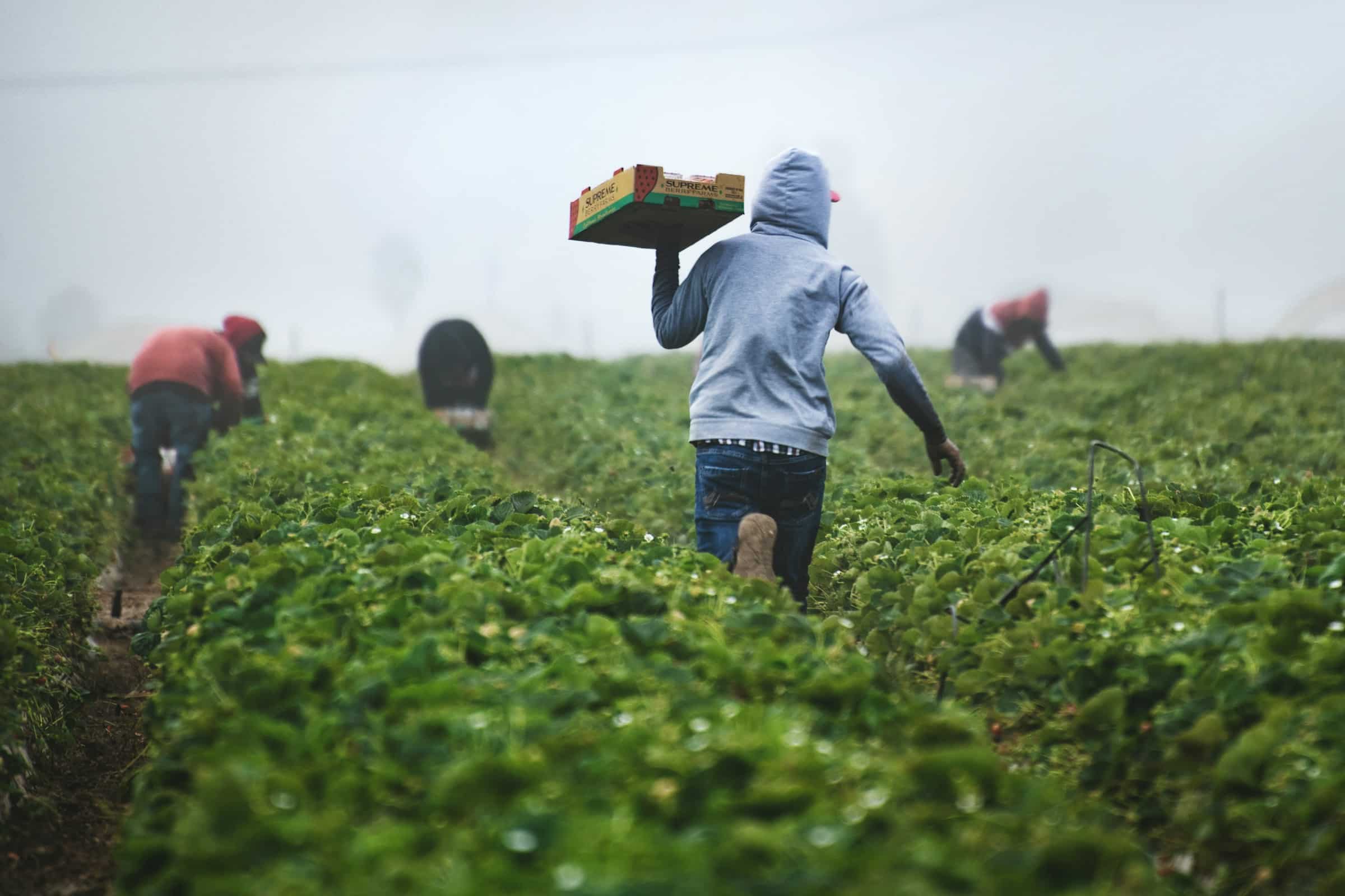 Surrey farmworker women face exploitive practices: report – Surrey Citizen